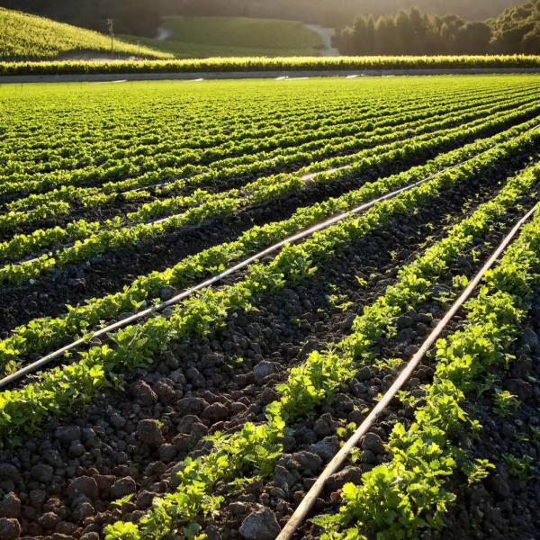 Agronomic Advice