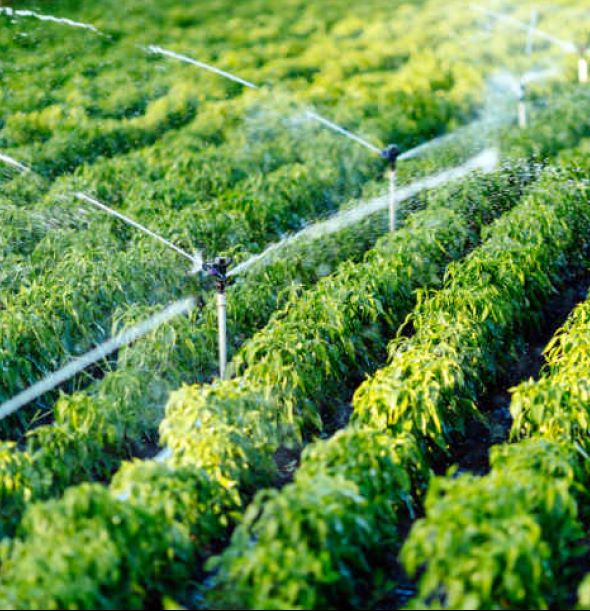 Irrigation Project In Geelong