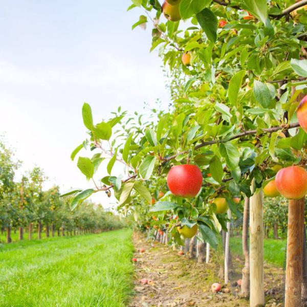 Vineyard And Orchard Irrigation Systems In Geelong