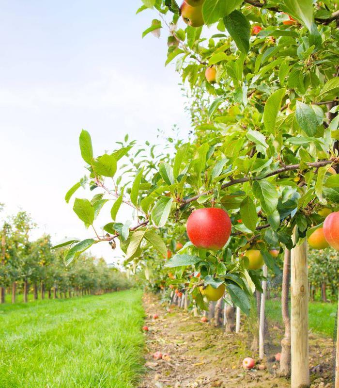 Vineyard And Orchard Irrigation Systems In Geelong