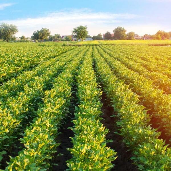 Agricultural field looking lush with water filtration system